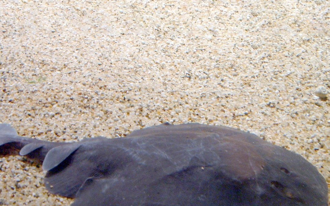 Rázós halak, azaz az elektromos rája