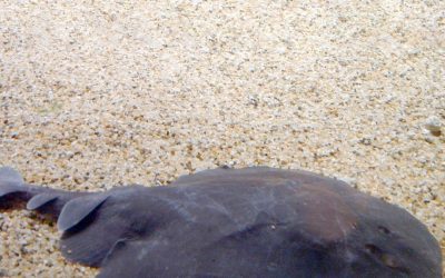 Rázós halak, azaz az elektromos rája